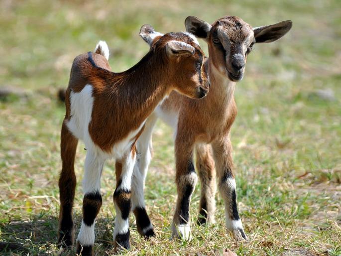 Finally she searched her goats but police failed in investigation in Nagpur | नागपुरातील महिलेने शोधून काढल्या चोरीस गेलेल्या बकऱ्या ; तपास कौशल्याने पोलीसही चाट