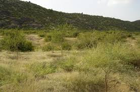 Planning of the 44 million hectares of forest land in the state | राज्यात ४४ लाख हेक्टर वनजमिनींवर नियोजनाचा फज्जा Planning of the 44 million hectares of forest land in the state | राज्यात ४४ लाख हेक्टर वनजमिनींवर नियोजनाचा फज्जा