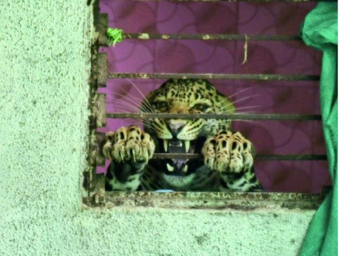 In the search of water, the leopard reached Nagpur directly | पाण्याच्या शोधात बिबट्या पोहचला थेट नागपुरात In the search of water, the leopard reached Nagpur directly | पाण्याच्या शोधात बिबट्या पोहचला थेट नागपुरात