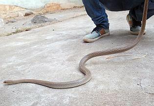 The rare jade breed snake found in Gadchiroli; Record for the first time in the distric | गडचिरोलीत आढळला दुर्मिळ जाडरेती जातीचा साप; जिल्ह्यात झाली प्रथमच नोंद The rare jade breed snake found in Gadchiroli; Record for the first time in the distric | गडचिरोलीत आढळला दुर्मिळ जाडरेती जातीचा साप; जिल्ह्यात झाली प्रथमच नोंद