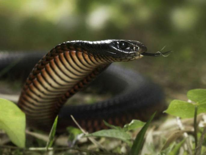 World Snake Day Special; Seven thousand snakes saved in Darva taluka of Yavatmal district | जागतिक सर्पदिन विशेष; यवतमाळ जिल्ह्यातील दारव्हा तालुक्यात सात हजार सापांना जीवदान World Snake Day Special; Seven thousand snakes saved in Darva taluka of Yavatmal district | जागतिक सर्पदिन विशेष; यवतमाळ जिल्ह्यातील दारव्हा तालुक्यात सात हजार सापांना जीवदान
