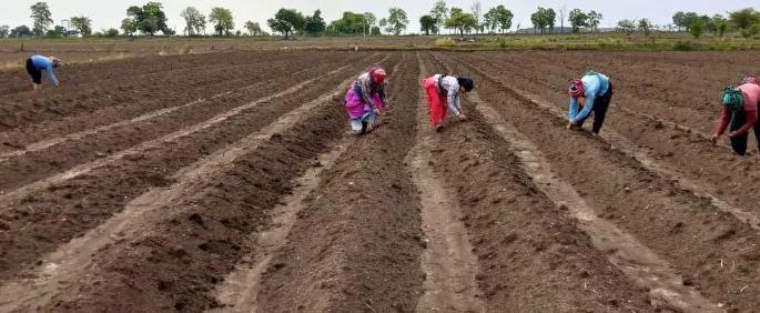 Crop insurance companies turn to farmers | पीक विमा कंपन्यांची शेतकऱ्यांकडे पाठ Crop insurance companies turn to farmers | पीक विमा कंपन्यांची शेतकऱ्यांकडे पाठ