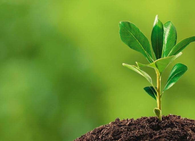 Other mechanisms for the cultivation of 13 million trees are sluggish | १३ कोटी वृक्ष लागवडीबाबत अन्य यंत्रणा सुस्तच Other mechanisms for the cultivation of 13 million trees are sluggish | १३ कोटी वृक्ष लागवडीबाबत अन्य यंत्रणा सुस्तच