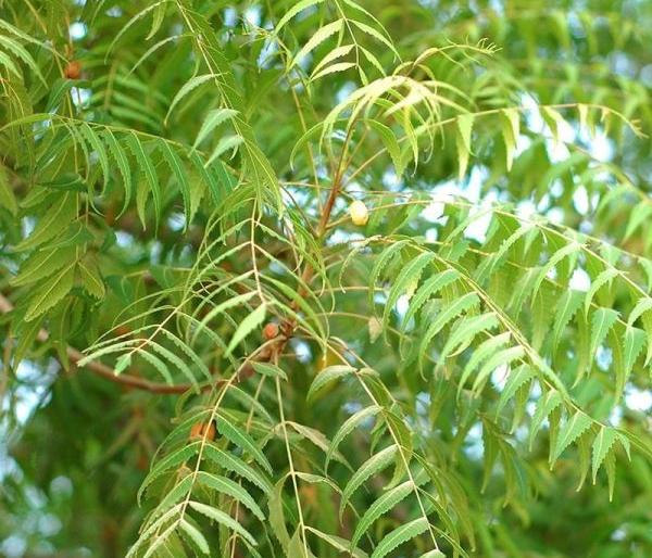 Research on three Neem plants from Wardha | वर्ध्यात कडूनिंबाच्या तीन रोपट्यांवर होतेय संशोधन Research on three Neem plants from Wardha | वर्ध्यात कडूनिंबाच्या तीन रोपट्यांवर होतेय संशोधन