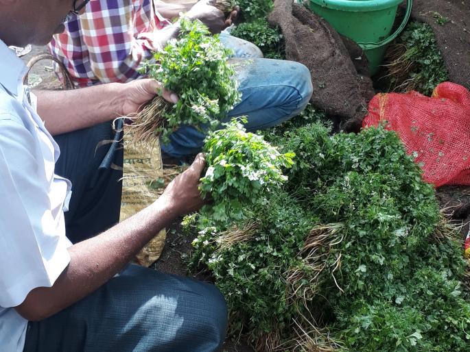 Cottage cheese bundle at 50 rupees, fenugreek gram: The pulse rate is just stable | कोथिंबीरची पेंढी ५० रुपयांवर, मेथीही कडाडली : कडधान्याचे दर मात्र स्थिर Cottage cheese bundle at 50 rupees, fenugreek gram: The pulse rate is just stable | कोथिंबीरची पेंढी ५० रुपयांवर, मेथीही कडाडली : कडधान्याचे दर मात्र स्थिर