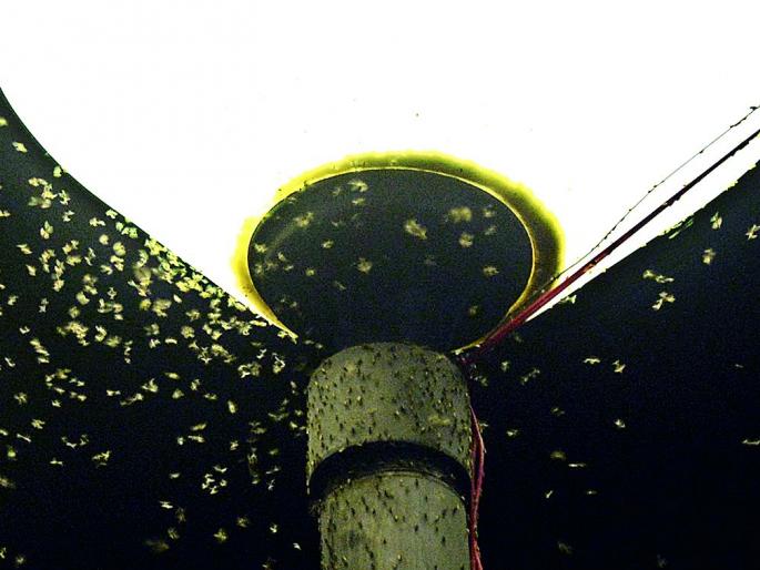 Tudutadai wattagale Nagpur | तुडतुड्याने वैतागले नागपूरकर Tudutadai wattagale Nagpur | तुडतुड्याने वैतागले नागपूरकर