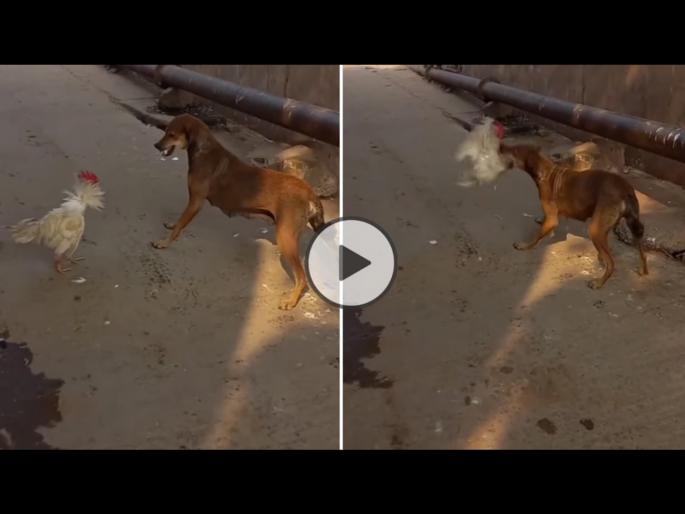 dog chicken fight hen pecked dog forced to run watch-video | VIDEO : कोंबड्याने श्वानाला चोच मारून मारून केलं हैराण, बघा पुढे काय झालं! dog chicken fight hen pecked dog forced to run watch-video | VIDEO : कोंबड्याने श्वानाला चोच मारून मारून केलं हैराण, बघा पुढे काय झालं!