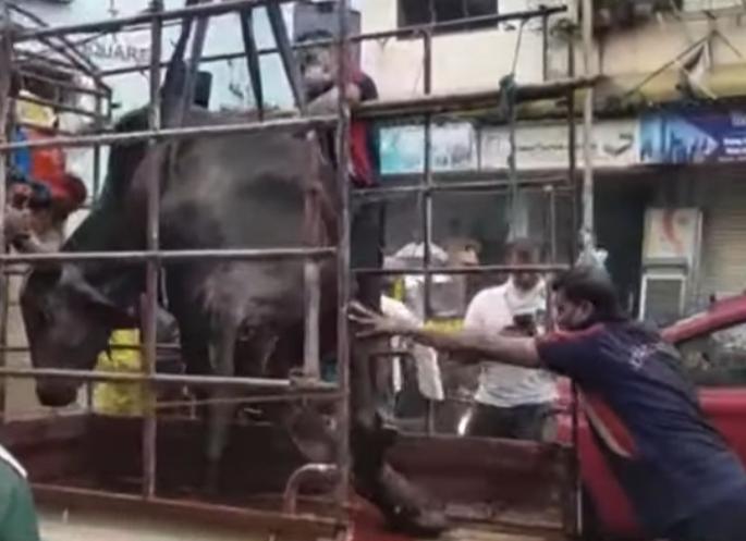 A four-wheeler hit a cow in Vasai; The driver absconded | वसईत गायीला चारचाकी वाहनाची जोरदार धडक; वाहनचालक फरार A four-wheeler hit a cow in Vasai; The driver absconded | वसईत गायीला चारचाकी वाहनाची जोरदार धडक; वाहनचालक फरार