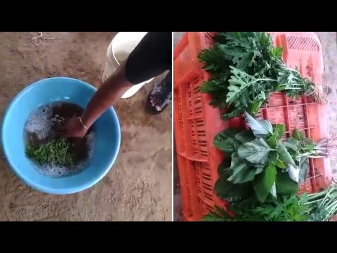 Viral Video : Mixing chemicals in vegetables makes them fresh watch video | Viral Video: शिळ्या पालेभाज्या केमिकल टाकून 10 सेकंदात करतात फ्रेश, व्हिडीओ पाहून बसेल धक्का... Viral Video : Mixing chemicals in vegetables makes them fresh watch video | Viral Video: शिळ्या पालेभाज्या केमिकल टाकून 10 सेकंदात करतात फ्रेश, व्हिडीओ पाहून बसेल धक्का...
