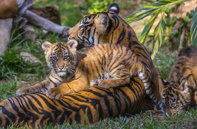 The management of tigers should also be taken into consideration in forest management | वन व्यवस्थापनात लक्षात घ्यावे लागणार वाघांचेही व्यवस्थापन The management of tigers should also be taken into consideration in forest management | वन व्यवस्थापनात लक्षात घ्यावे लागणार वाघांचेही व्यवस्थापन