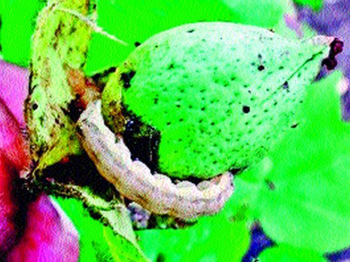 Cotton bollworm risk | कापसाला बोंडअळीचा धोका Cotton bollworm risk | कापसाला बोंडअळीचा धोका