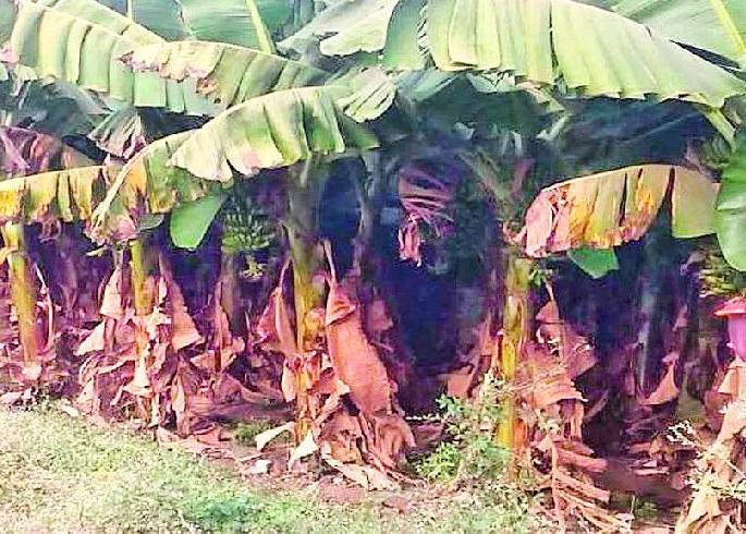 Banana banana garden | उन्हामुळे होरपळल्या केळीच्या बागा