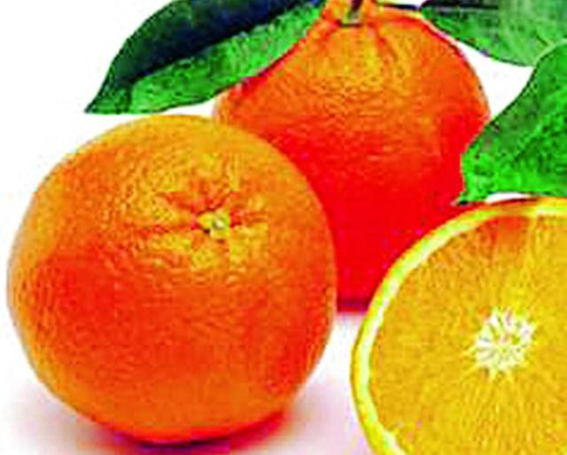 21 thousand hectares of sandalaganga 'saline' | २१ हजार हेक्टर संत्राबागा ‘सलाईन’वर