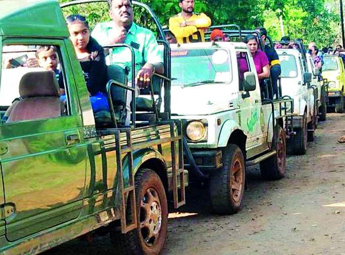 There is no 'corona effect' in the tiger project | व्याघ्र प्रकल्पात ‘कोरोना इफेक्ट’ नाही There is no 'corona effect' in the tiger project | व्याघ्र प्रकल्पात ‘कोरोना इफेक्ट’ नाही