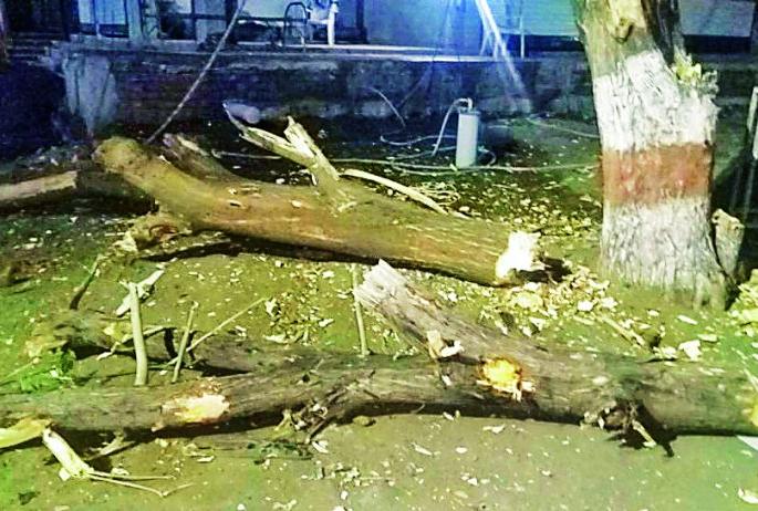 Tree slaughter in the national highway | राष्ट्रीय महामार्गावर वृक्षाची कत्तल