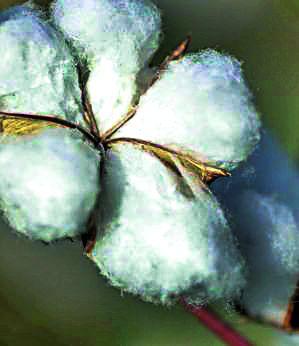 Specialist Cotton @ 5100 | खासगीत कापूस @ ५१००
