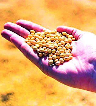 Law loophole, on the path of merchants | कायद्याची पळवाट, व्यापाऱ्यांच्या पथ्यावर