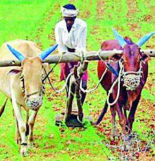 Kharif in seven lakh 28 thousand ha this year! | यंदा सात लाख २८ हजार हेक्टरमध्ये खरीप!