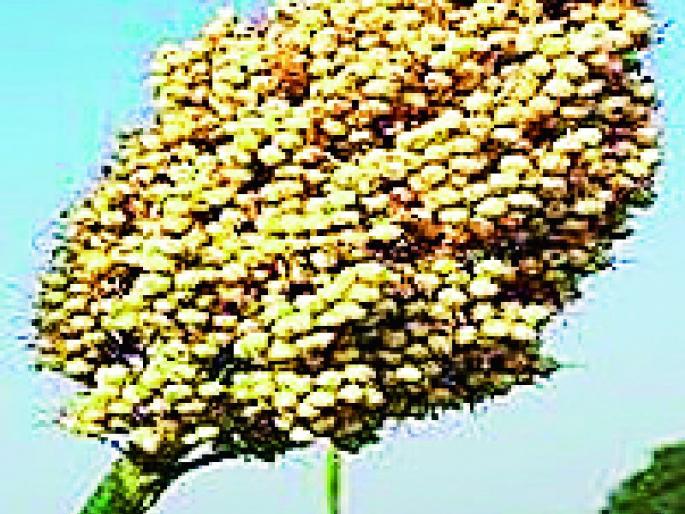 Green gram, urad, sorghum substitute for soybean | सोयाबीनला मूग, उडीद, ज्वारीचा पर्याय Green gram, urad, sorghum substitute for soybean | सोयाबीनला मूग, उडीद, ज्वारीचा पर्याय