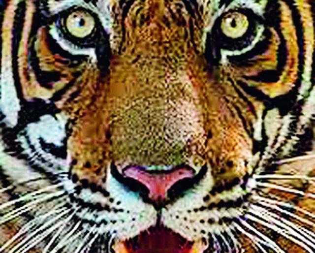 Five-tigers hunting in Mellaghat in just six months | मेळघाटात अवघ्या सहा महिन्यांत पाच वाघांची शिकार Five-tigers hunting in Mellaghat in just six months | मेळघाटात अवघ्या सहा महिन्यांत पाच वाघांची शिकार