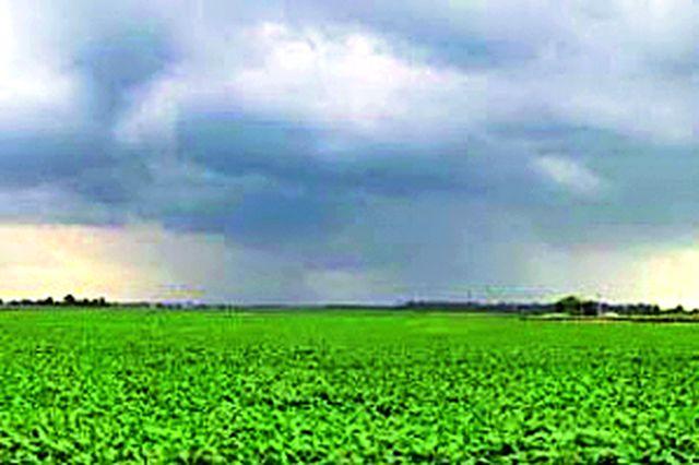 Repeat rain, hope for farmers | पुन्हा दमदार पाऊस, शेतकऱ्यांसाठी आशा