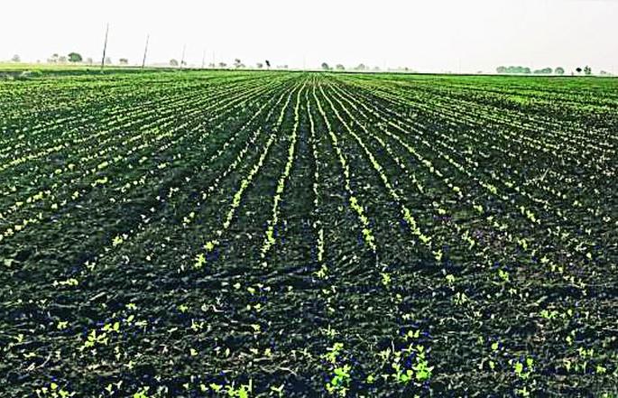 Rain hazard, Kharip danger | पावसाची दडी, खरीप धोक्यात