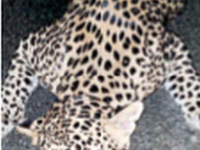 A leopard that was feared by people was killed in a collision with a vehicle, now hahaha | लोकांनी धास्ती घेतलेला बिबट्या वाहनाच्या धडकेत ठार, आता हळहळ