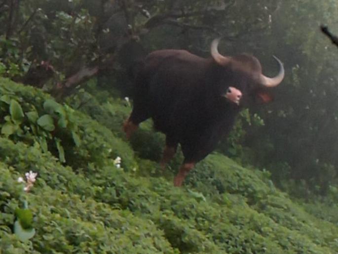 Rare runway in the Cass Plateau area, | कास पठार परिसरात दुर्मिळ रानगवे, पर्यटकांची पर्वणी Rare runway in the Cass Plateau area, | कास पठार परिसरात दुर्मिळ रानगवे, पर्यटकांची पर्वणी