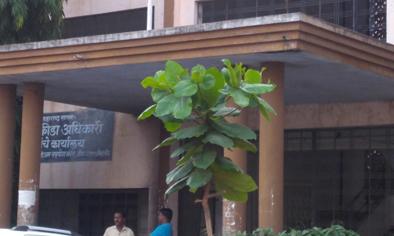 Beed District Sports Office on the reliance of the Shiite | शिपायाच्या भरवशावर बीड जिल्हा क्रीडा कार्यालय Beed District Sports Office on the reliance of the Shiite | शिपायाच्या भरवशावर बीड जिल्हा क्रीडा कार्यालय