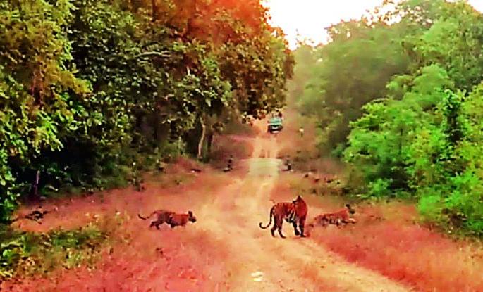 Tiger watching with calves in the sanctuary | अभयारण्यात बछड्यांसह व्याघ्रदर्शन Tiger watching with calves in the sanctuary | अभयारण्यात बछड्यांसह व्याघ्रदर्शन