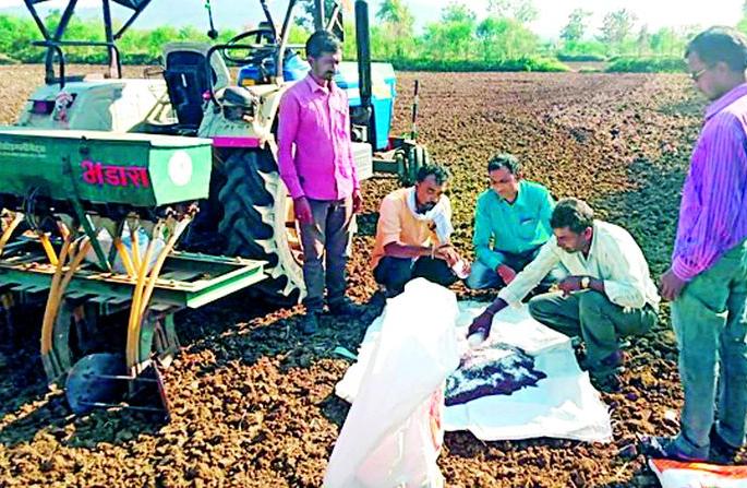 Paddy growers now rely on rabi crops | धान उत्पादक शेतकऱ्यांची भिस्त आता रब्बी पिकांवरच Paddy growers now rely on rabi crops | धान उत्पादक शेतकऱ्यांची भिस्त आता रब्बी पिकांवरच