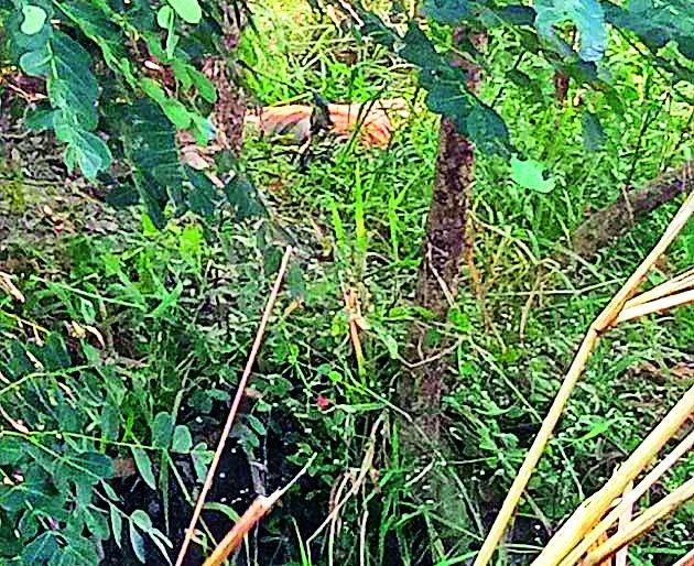 Tiger stance in Dhanegaon Shivar | धनेगाव शिवारात वाघाचा ठिय्या