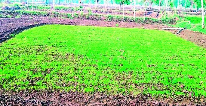 Farmers tend to use home grown seeds | शेतकऱ्यांचा कल घरचे बियाणे वापरण्याकडे Farmers tend to use home grown seeds | शेतकऱ्यांचा कल घरचे बियाणे वापरण्याकडे