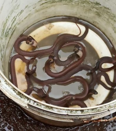 As many as 12 snakes were found in a house at Pawanara in Bhandara district | अबब! भंडारा जिल्ह्यातील पवनारा येथे एका घरात आढळले तब्बल १२ साप