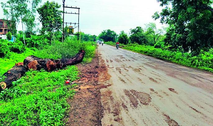 967 The slaughtered tree | ९६७ डेरेदार वृक्षांची कत्तल