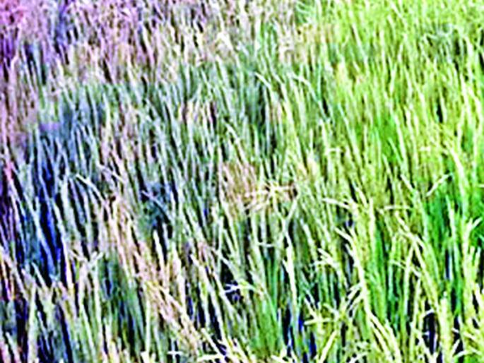 Rain falls on paddy fields | फुलोऱ्यावरील धानाला पावसाचा फटका Rain falls on paddy fields | फुलोऱ्यावरील धानाला पावसाचा फटका