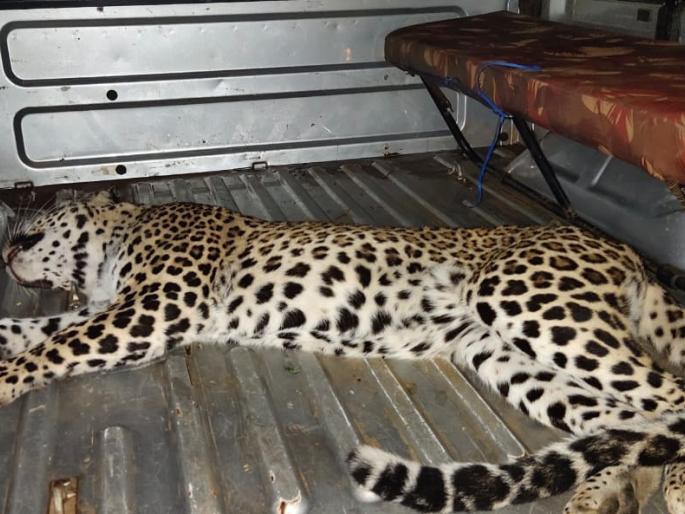 Dagger killed by an unknown vehicle | अज्ञात वाहनाच्या धडकेने बिबटया ठार