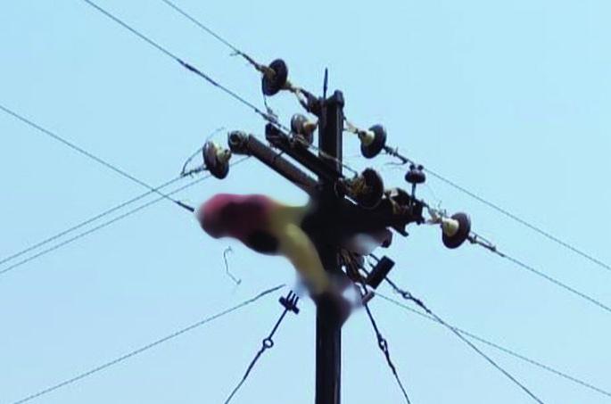 Death of a Gram Panchayat employee due to mismanagement of MSEDCL | महावितरणच्या गलथान कारभारामुळे ग्रामपंचायत कर्मचाऱ्याचा मृत्यू Death of a Gram Panchayat employee due to mismanagement of MSEDCL | महावितरणच्या गलथान कारभारामुळे ग्रामपंचायत कर्मचाऱ्याचा मृत्यू