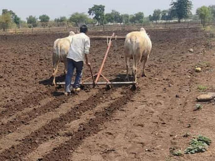 Sowing on only 17 thousand 443 hectares in Buldana district | बुलडाणा जिल्ह्यात केवळ १७ हजार ४४३ हेक्टवर पेरणी Sowing on only 17 thousand 443 hectares in Buldana district | बुलडाणा जिल्ह्यात केवळ १७ हजार ४४३ हेक्टवर पेरणी
