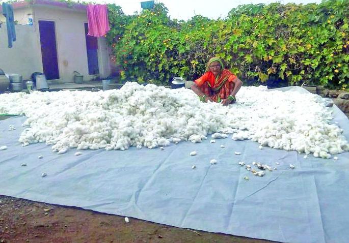 Farmers struggle to dry wet cotton | शेतकऱ्यांची ओला कापूस वाळविण्यासाठी धडपड Farmers struggle to dry wet cotton | शेतकऱ्यांची ओला कापूस वाळविण्यासाठी धडपड