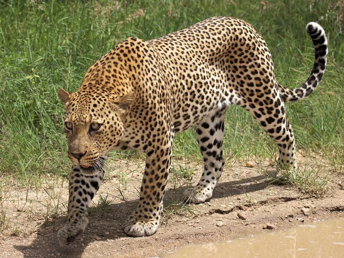  The calf fatty from the leopard | बिबट्याकडून वासरू फस्त