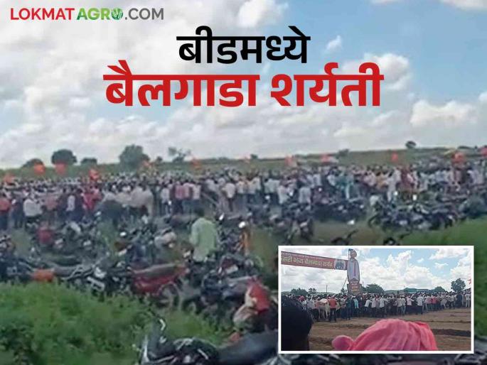Beed Bailgada Sharyat: Bullock cart races filled in Beed! Bullock carts came from all over the state; Storm rush | Beed Bailgada Sharyat : चक्क बीडमध्ये भरल्या बैलगाडा शर्यती! राज्यभरातून आले बैलगाडे; तुफान गर्दी Beed Bailgada Sharyat: Bullock cart races filled in Beed! Bullock carts came from all over the state; Storm rush | Beed Bailgada Sharyat : चक्क बीडमध्ये भरल्या बैलगाडा शर्यती! राज्यभरातून आले बैलगाडे; तुफान गर्दी
