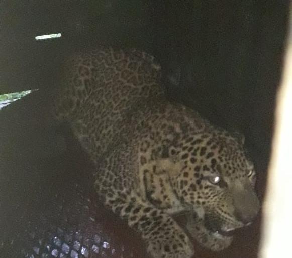 Fourth house arrest in Chadegaon Shivar | चाडेगाव शिवारात चौथा बिबट्या जेरबंद Fourth house arrest in Chadegaon Shivar | चाडेगाव शिवारात चौथा बिबट्या जेरबंद