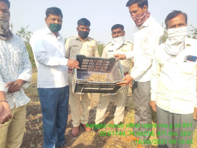 Two leopard cubs found at Karanjgaon | करंजगाव येथे आढळले बिबट्याचे दोन बछडे Two leopard cubs found at Karanjgaon | करंजगाव येथे आढळले बिबट्याचे दोन बछडे
