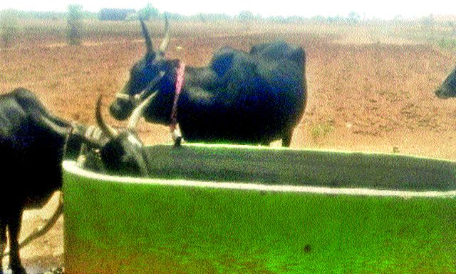 Fodder, water wandering | चारा, पाण्यासाठी भटकंती Fodder, water wandering | चारा, पाण्यासाठी भटकंती