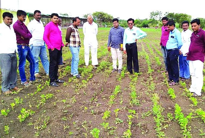Spraying herbicide five acres of crops dammaged | तणनाशक फवारल्याने पाच एकरावरील पिके करपली