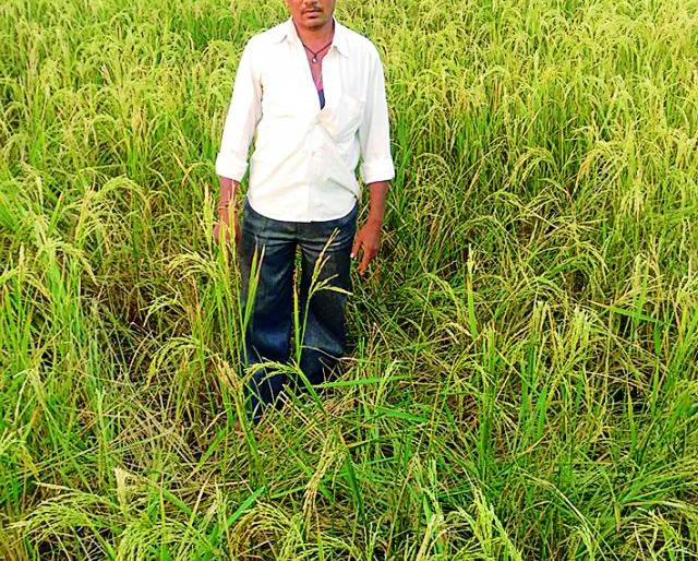 Crop damage due to wildlife | वन्यप्राण्यांमुळे पिकाचे नुकसान