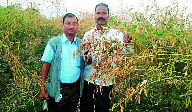 Six varieties of mustard varieties developed by the farmer | शेतकऱ्याने विकसित केले सहा दाण्याचे तुरीचे वाण Six varieties of mustard varieties developed by the farmer | शेतकऱ्याने विकसित केले सहा दाण्याचे तुरीचे वाण