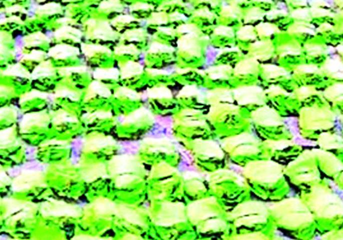 Tendupatta workers finally get 2019 exhausted bonus | तेंदुपत्ता मजुरांना 2019 चा थकित बोनस अखेर मंजूर