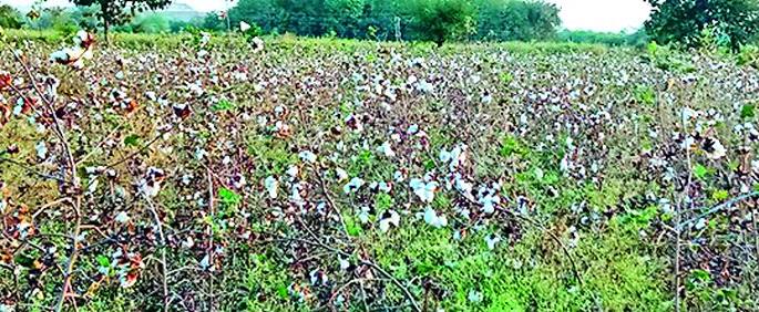 Seeing the cotton in the field, the water in the eyes of the farmers | शेतातील कापूस बघून शेतकऱ्यांच्या डोळ्यात पाणी Seeing the cotton in the field, the water in the eyes of the farmers | शेतातील कापूस बघून शेतकऱ्यांच्या डोळ्यात पाणी
